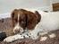 Field spaniel FT Springer spaniel hvalpe - salgsklar 5/6