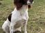 Field spaniel FT Springer spaniel hvalpe - salgsklar 5/6