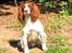 Field spaniel FT Springer spaniel hvalpe - salgsklar 5/6