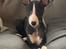 Whippet Kennel JK