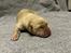 Labrador retriever 7 hvalpe sælges
