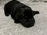 Labrador retriever 7 hvalpe sælges