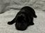 Labrador retriever 7 hvalpe sælges