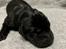 Labrador retriever 7 hvalpe sælges