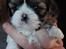 Shih tzu Coco