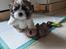 Shih tzu Coco