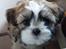 Shih tzu Coco
