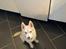 Siberian husky Snowi