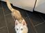Siberian husky Snowi