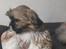 Shih tzu Coco