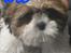 Shih tzu Coco