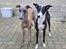 Whippet Hvalpe efter MeepMeep og Flappie