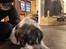 Labrador retriever  Frede rose og lilly