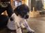 Labrador retriever  Frede rose og lilly