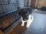 Labrador retriever  Frede rose og lilly