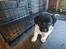 Labrador retriever  Frede rose og lilly
