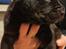 Rottweiler Blandings Hvalpe