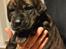 Rottweiler Blandings Hvalpe
