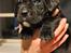 Rottweiler Blandings Hvalpe