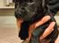 Rottweiler Blandings Hvalpe