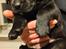 Rottweiler Blandings Hvalpe