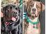 Rottweiler Blandings Hvalpe