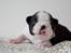 Boston terrier Tux’N Styles