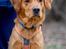 Jagt Golden retriever hanhund tilbydes