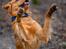 Jagt Golden retriever hanhund tilbydes