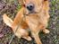 Jagt Golden retriever hanhund tilbydes