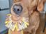 Jagt Golden retriever hanhund tilbydes