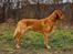 Jagt Golden retriever hanhund tilbydes