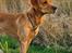 Jagt Golden retriever hanhund tilbydes