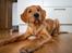 Jagt Golden retriever hanhund tilbydes