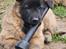 Belgisk hyrdehund Kennel Nihero