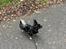 Pavillon/chihuahua hanhund til parring