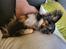 Pavillon/chihuahua hanhund til parring
