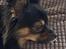 Pavillon/chihuahua hanhund til parring