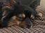 Pavillon/chihuahua hanhund til parring