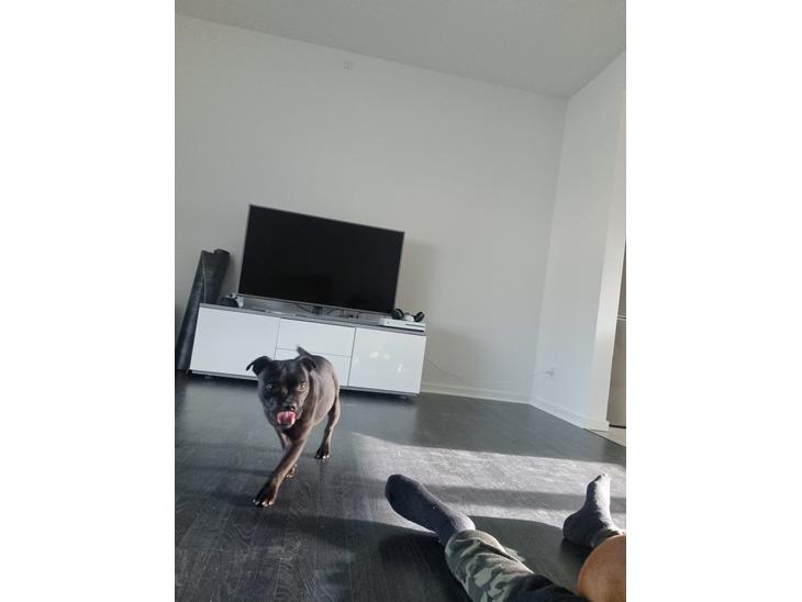 Staffordshire bull terrier Venom billede 0