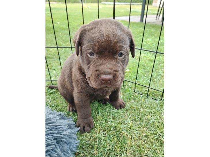 Labrador retriever .... billede 0