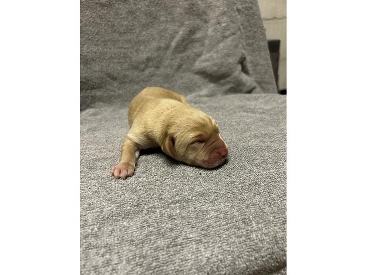 Labrador retriever 7 hvalpe sælges billede 0