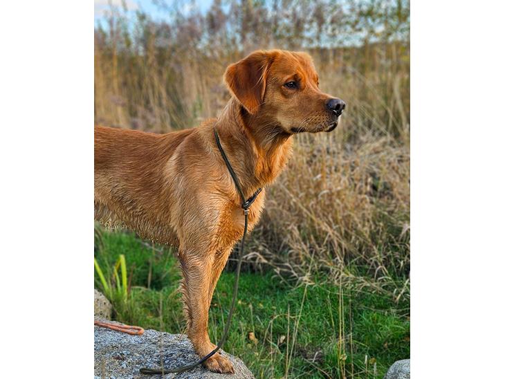 Jagt Golden retriever hanhund tilbydes billede 0