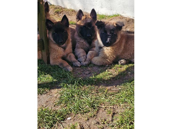 Belgisk hyrdehund Kennel Nihero billede 0