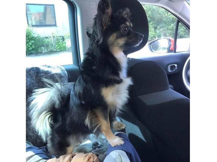 Pavillon/chihuahua hanhund til parring billede 0
