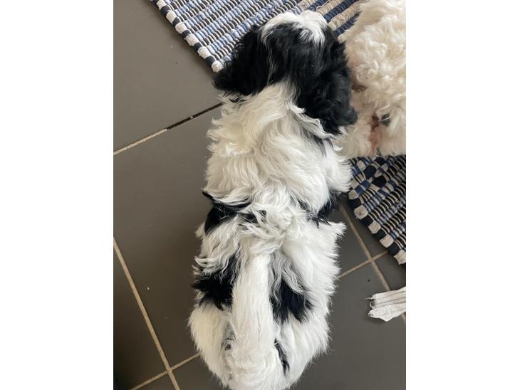 {{currentPhoto.altText}} billede {{currentPhoto.number}}