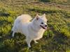 Blanding af racer Nala - Naya - Tarzan - (Buster ER RESERVERET))