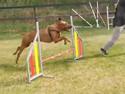 Agility træning 