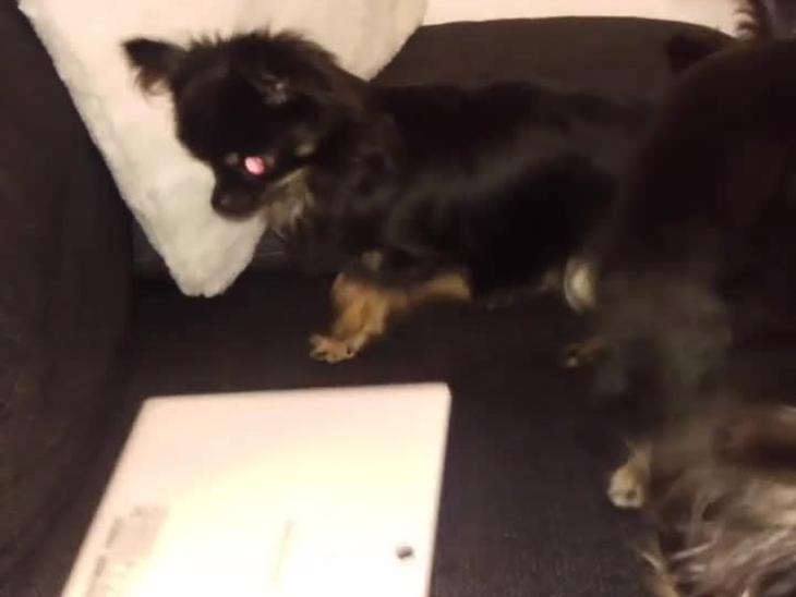 Hundene ser youtube vidoer med forskellige - Diverse Hund Video - Uploadet My Little Sunshines (Solvej)
