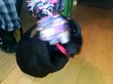 Daisy 8 uger rottweiler leger...